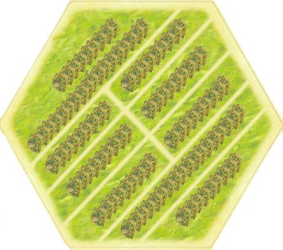 MP-Plantation 01